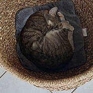 Zelda participe au concours pour gagner de l'argent avec cette photo : animal, basket, cat, cozy, curled_up, cushion, cute, domestic_cat, floor_tiles, fur, home, indoor, pet, quiet, relaxing, resting, sleeping, soft, tabby_cat, woven_basket