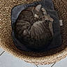 animal, basket, cat, cozy, curled_up, cushion, cute, domestic_cat, floor_tiles, fur, home, indoor, pet, quiet, relaxing, resting, sleeping, soft, tabby_cat, woven_basket