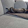 Zelda participe au concours pour gagner de l'argent avec cette photo : blanket, cat, comfort, cozy, cushion, daylight, domestic, furniture, gray, home, indoor, interior, living_room, pet, quiet, relaxing, resting, sleeping, sofa, tabby