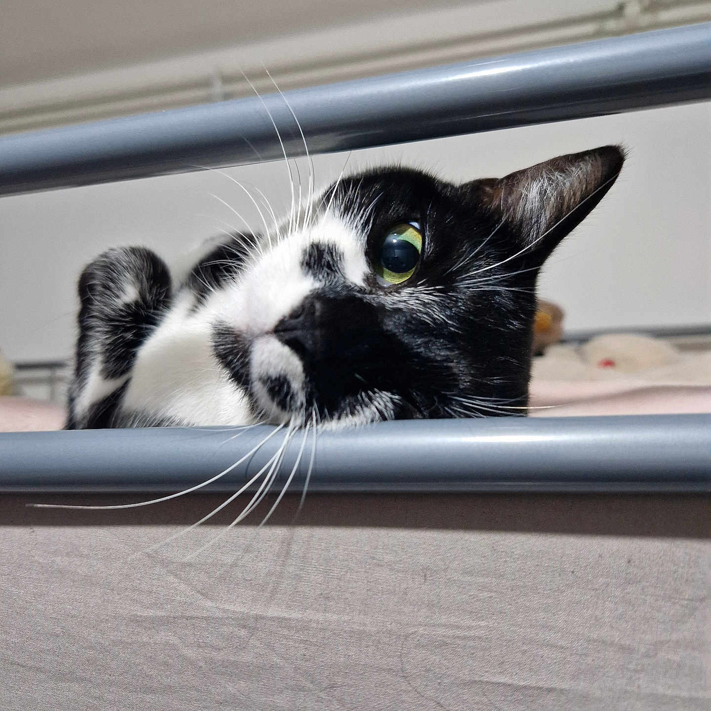 Orphée a rejoint le concours — aidez-le/la à gagner de superbes lots ! abyssinian, animal, blackcat, bodypart, cat, den, furniture, handrail, indoors, kitten, manx, mouth, person, pet, plywood, railing, shelf, snout, window, wood