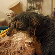 Scrappy And Loki is registered to the contest to win money with this photo: animal, background_blur, black_fur, closeup, companion, cozy, cuddle, cute, dog, face, friendship, fur, furry, indoor, pet, relaxed, scruffy, snuggle, tan_fur, whiskers