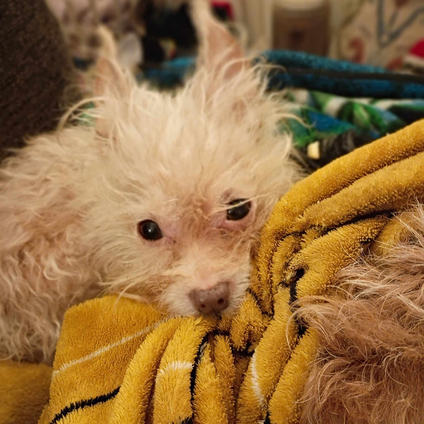 Winnie The Pooh is registered to the contest to win money with this photo: animal, blanket, close_up, comfort, companion, cozy, cute, dog, domestic, fluffy, fur, indoor, laying, pet, relaxed, resting, soft_focus, tired, white_dog, yellow_blanket