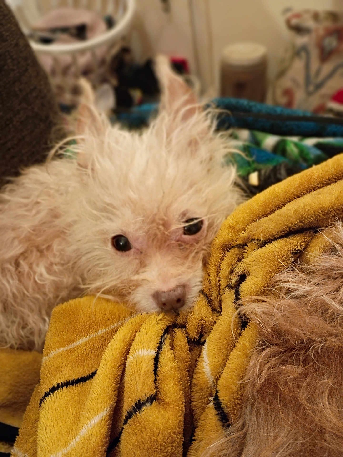 Winnie The Pooh is registered to the contest to win money with this photo: animal, blanket, close_up, comfort, companion, cozy, cute, dog, domestic, fluffy, fur, indoor, laying, pet, relaxed, resting, soft_focus, tired, white_dog, yellow_blanket