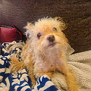 Winnie The Pooh joined the competition — help win amazing prizes! animal, blanket, brown, comfort, companion, couch, cozy, cream, curly_fur, cute, dog, fur, furniture, home, indoor, looking_up, pet, relaxed, small_dog, soft