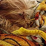 Scrappy is registered to the contest to win money with this photo: dog, sleeping, blanket, cozy, fur, close_up, indoor, resting, patterned_blanket, warm, cute, pet, animal, snuggled, soft, brown, fluffy, texture, comfort, relaxation