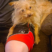 Scrappy joined the competition — help win amazing prizes! dog, small_dog, scruffy, fur, pet, indoor, knee, shorts, black_shorts, red_shorts, person, leg, couch, curious, looking, sitting, furniture, animal, companion, cozy