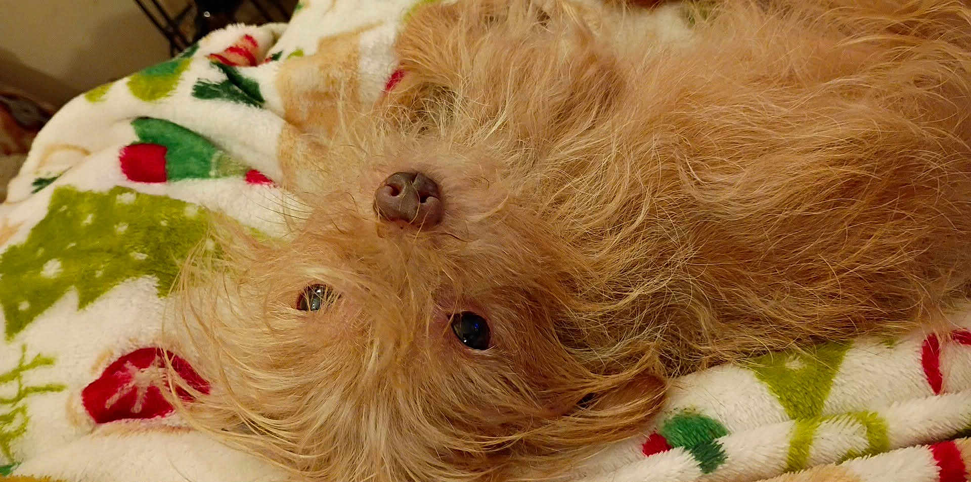 Scrappy is registered to the contest to win money with this photo: dog, brown_fur, fluffy, scruffy, pet, animal, lying_down, blanket, holiday_theme, cozy, indoor, closeup, cute, nostrils, fur_texture, relaxed, sleepy, companion, domestic_animal, resting