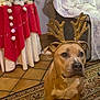 dog, antlers, reindeer_costume, christmas_tree, holiday_decorations, lights, ornaments, rug, indoor, furniture, table, tablecloth, curtains, floor_tiles, pet, animal, brown_dog, festive, seasonal, decor