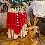 dog, reindeer_ears, christmas_tree, ornaments, lights, carpet, rug, indoor, holiday, decorations, table, curtains, furniture, pet, brown_dog, floor_tiles, wall_photos, festive, antlers, seated