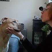 Alpha participe au concours pour gagner de l'argent avec cette photo : dog, person, indoor, glasses, hand, furniture, couch, cabinet, plant, portrait, side_view, brown_dog, short_hair, bracelet, face, love, affection, pet, animal, home