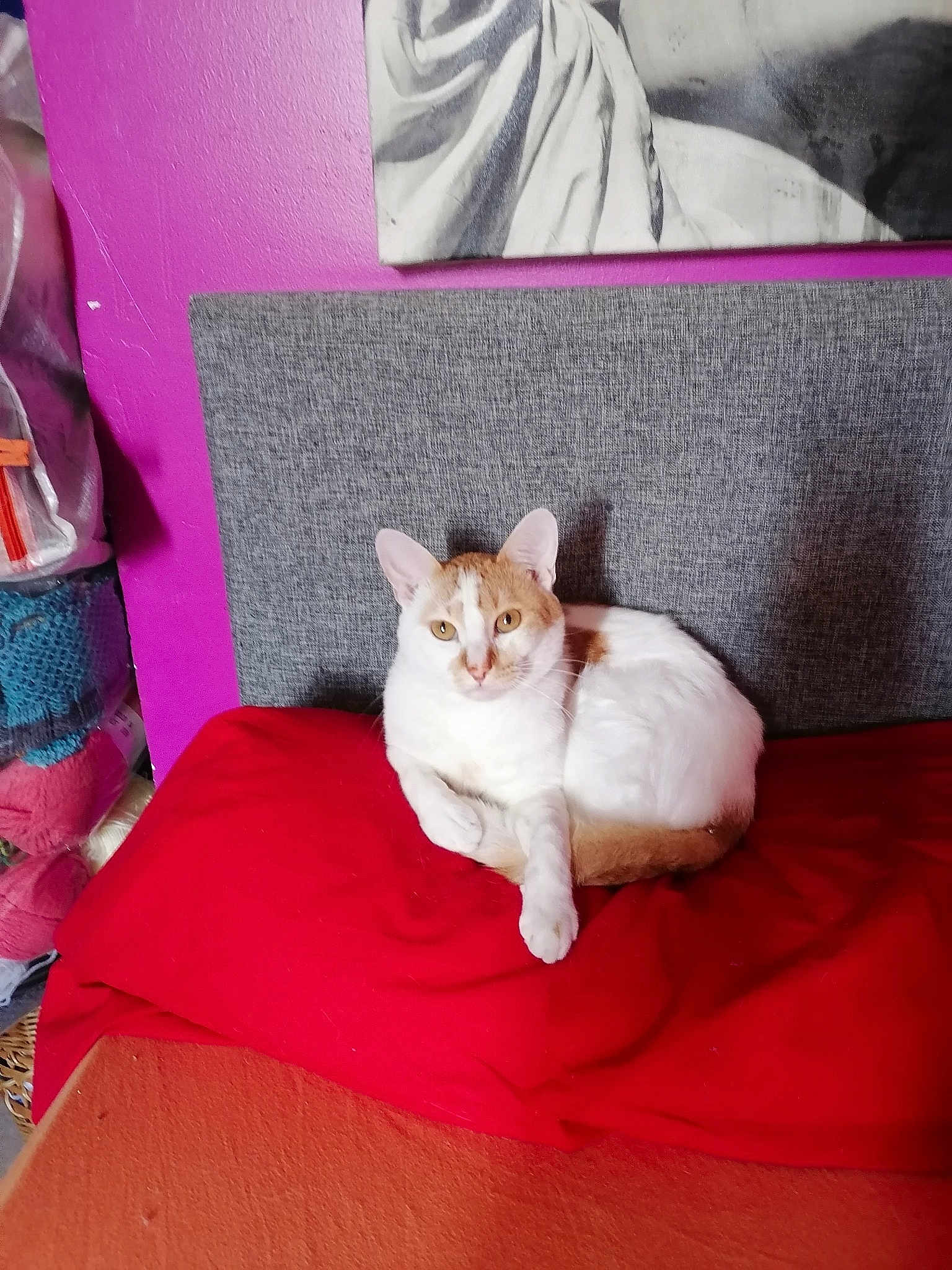 Pasha