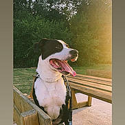 Kawa a rejoint le concours — aidez-le/la à gagner de superbes lots ! animal, bench, black_and_white, canine, daylight, dog, greenery, happy, leash, nature, outdoor, park, pet, sitting, summer, sunlight, sunset, tongue_out, trees, wooden_bench