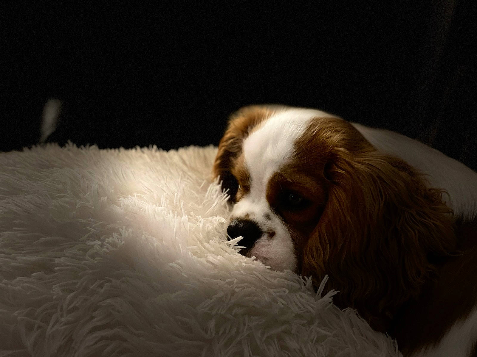 Ulysse a rejoint le concours — aidez-le/la à gagner de superbes lots ! bored, canidae, carnivore, comfort, companion_dog, darkness, dog, dog_breed, fur, japanese_chin, king_charles_spaniel, liver, snout, spaniel, sporting_group, terrestrial_animal, tibetan_spaniel, toy_dog, whiskers, working_animal