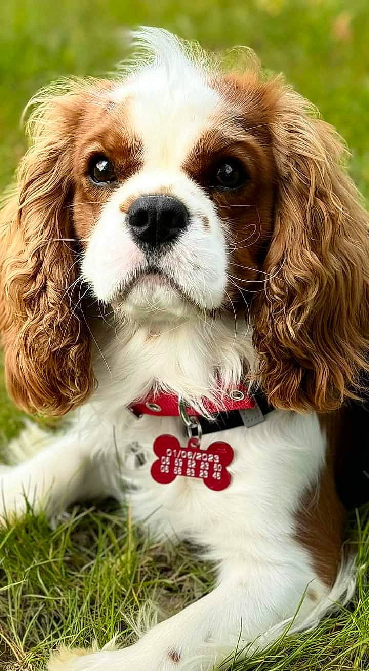 Ulysse participe au concours pour gagner de l'argent avec cette photo : canidae, carnivore, cavalier_king_charles_spaniel, companion_dog, dog, dog_breed, dog_supply, fawn, fur, grass, gun_dog, king_charles_spaniel, liver, photography, puppy, snout, spaniel, sporting_group, toy_dog, whiskers