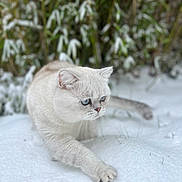Mochi participe au concours pour gagner de l'argent avec cette photo : cat, snow, outdoor, animal, winter, feline, blue_eyes, whiskers, fur, nature, greenery, paws, walking, focused, cute, pet, mammal, soft, cold, background_blur
