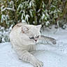 cat, snow, outdoor, animal, winter, feline, blue_eyes, whiskers, fur, nature, greenery, paws, walking, focused, cute, pet, mammal, soft, cold, background_blur