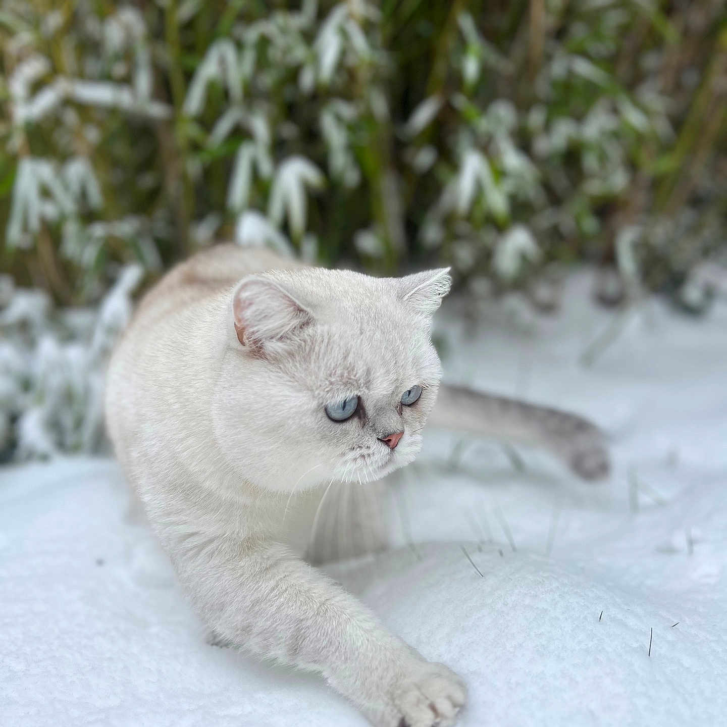 Mochi participe au concours pour gagner de l'argent avec cette photo : cat, snow, outdoor, animal, winter, feline, blue_eyes, whiskers, fur, nature, greenery, paws, walking, focused, cute, pet, mammal, soft, cold, background_blur
