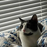 Humprey joined the competition — help win amazing prizes! animal_portrait, bedroom, black_and_white, blanket, cat, closeup, comfort, cozy, curious, cute, domestic_animal, feline, floral_pattern, indoor, pet, relaxed, resting, sleepy, soft_light, window_blinds