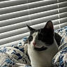animal_portrait, bedroom, black_and_white, blanket, cat, closeup, comfort, cozy, curious, cute, domestic_animal, feline, floral_pattern, indoor, pet, relaxed, resting, sleepy, soft_light, window_blinds