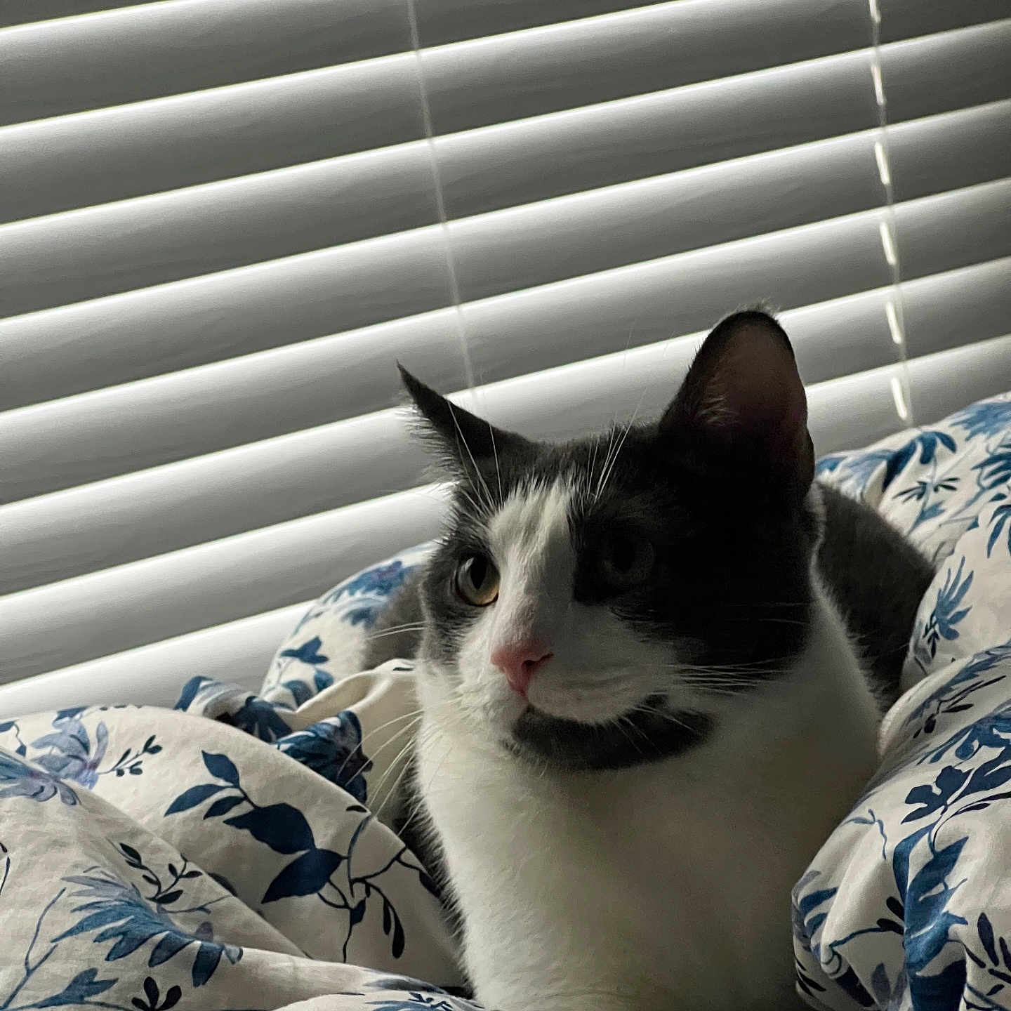 Humprey joined the competition — help win amazing prizes! animal_portrait, bedroom, black_and_white, blanket, cat, closeup, comfort, cozy, curious, cute, domestic_animal, feline, floral_pattern, indoor, pet, relaxed, resting, sleepy, soft_light, window_blinds