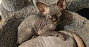 Arès a rejoint le concours — aidez-le/la à gagner de superbes lots ! animal, blue_eyes, cat, cat_tree, close_up, companion, cozy, curious, ears, feline, hairless_cat, indoor, pet, resting, scratching_post, sleeping, soft_lighting, sphynx_cat, texture, wrinkled_skin