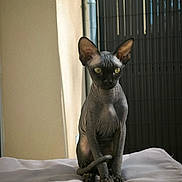 Arès participe au concours pour gagner de l'argent avec cette photo : sphynx_cat, cat, pet, hairless, animal, indoor, sitting, ears, wrinkles, feline, looking, curious, soft_surface, white, beige_wall, metal_gate, shadow, light, portrait, domestic