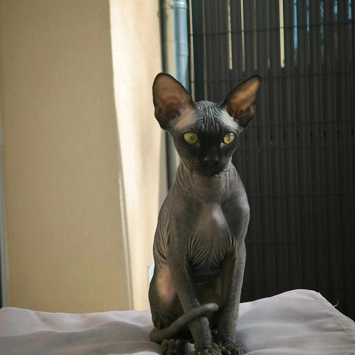 Arès participe au concours pour gagner de l'argent avec cette photo : sphynx_cat, cat, pet, hairless, animal, indoor, sitting, ears, wrinkles, feline, looking, curious, soft_surface, white, beige_wall, metal_gate, shadow, light, portrait, domestic