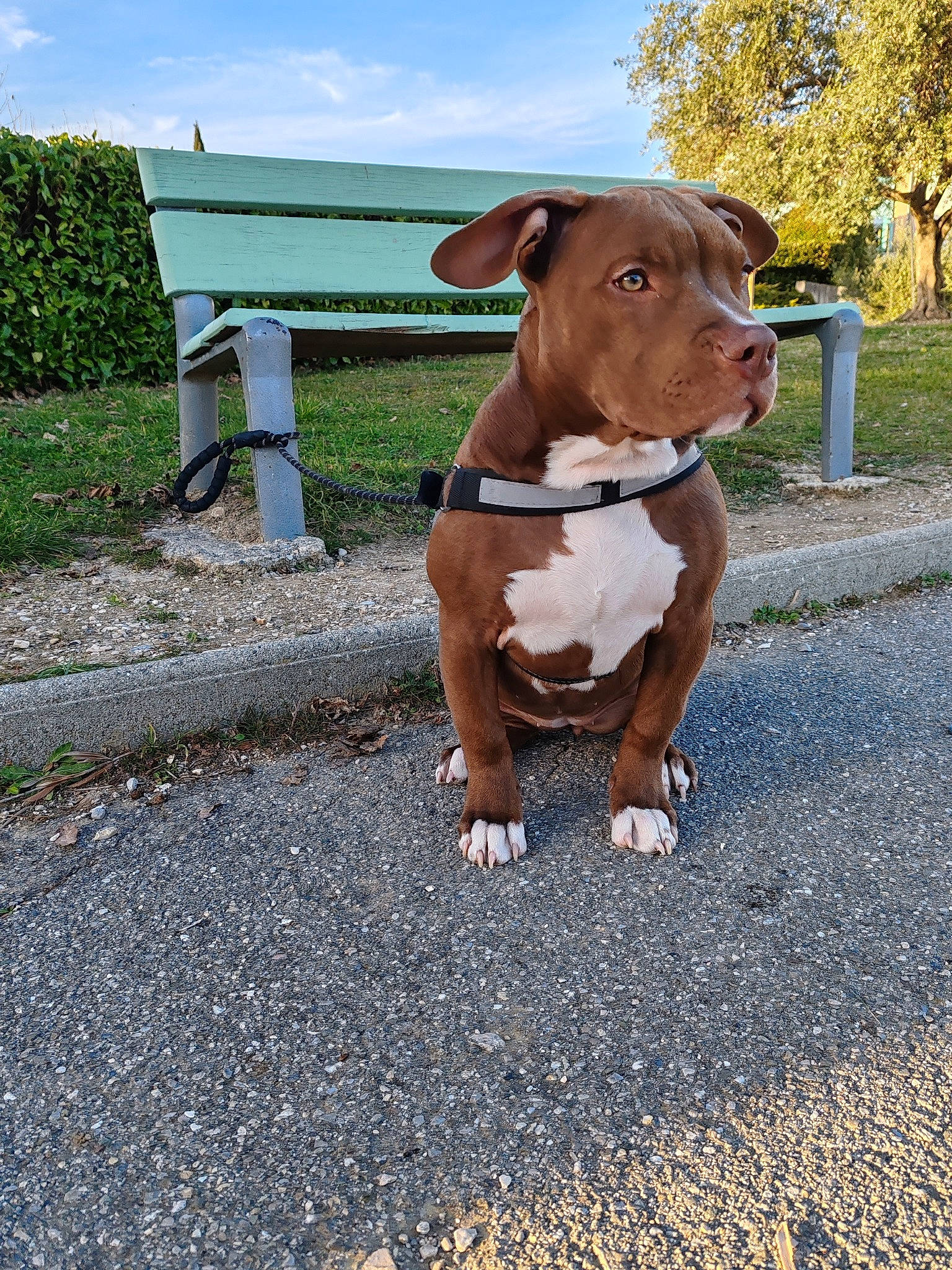 Louna a rejoint le concours — aidez-le/la à gagner de superbes lots ! carnivore, cloud, collar, companion_dog, dog, dog_breed, dog_collar, fawn, grass, hat, leash, liver, pet_supply, plant, road_surface, sky, snout, sporting_group, tail, working_animal