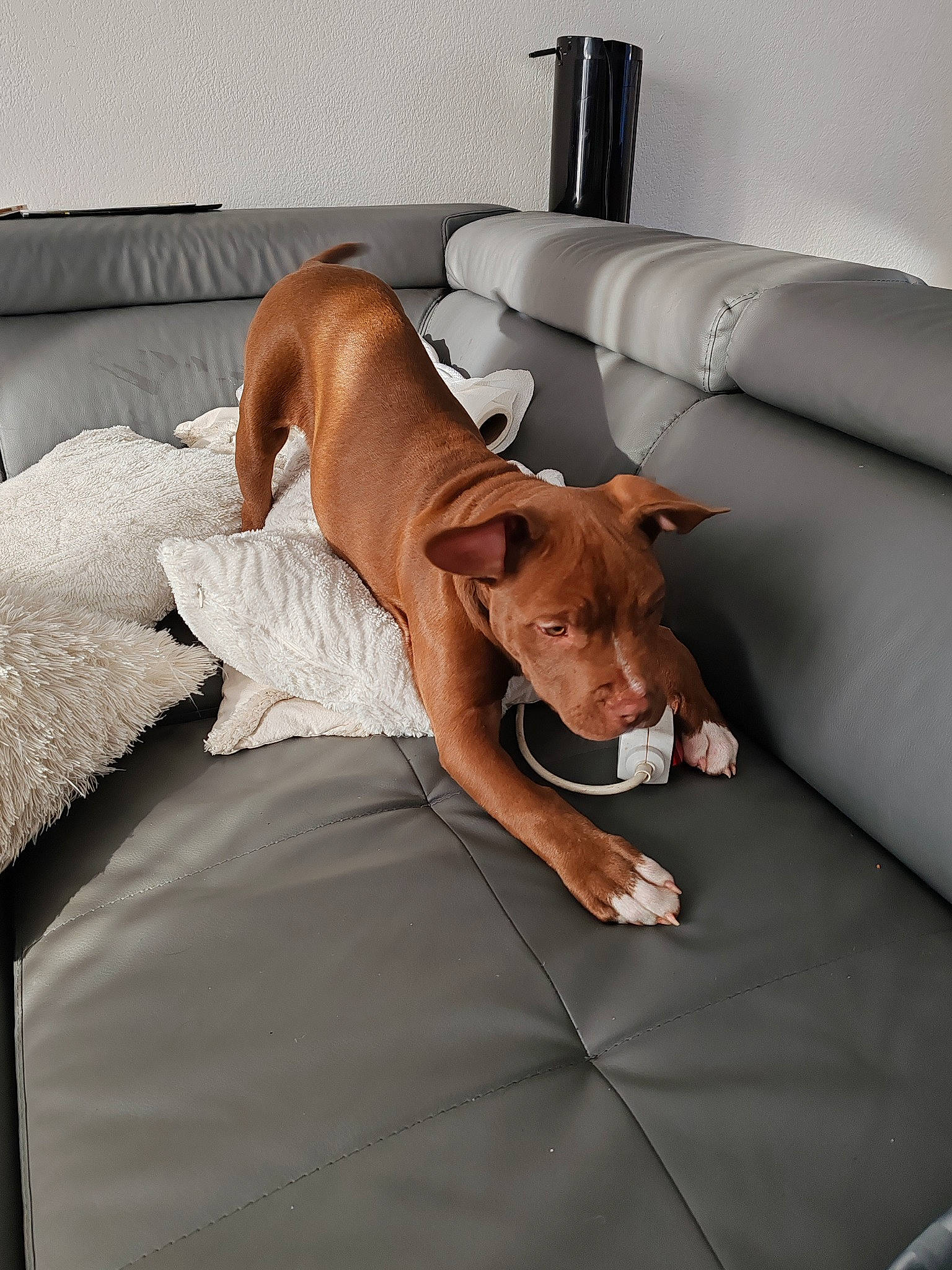 Louna a rejoint le concours — aidez-le/la à gagner de superbes lots ! bed, bedding, canidae, carnivore, comfort, companion_dog, couch, dog, dog_breed, dog_supply, fawn, flooring, foot, hardwood, human_leg, linens, snout, sporting_group, wood, working_animal