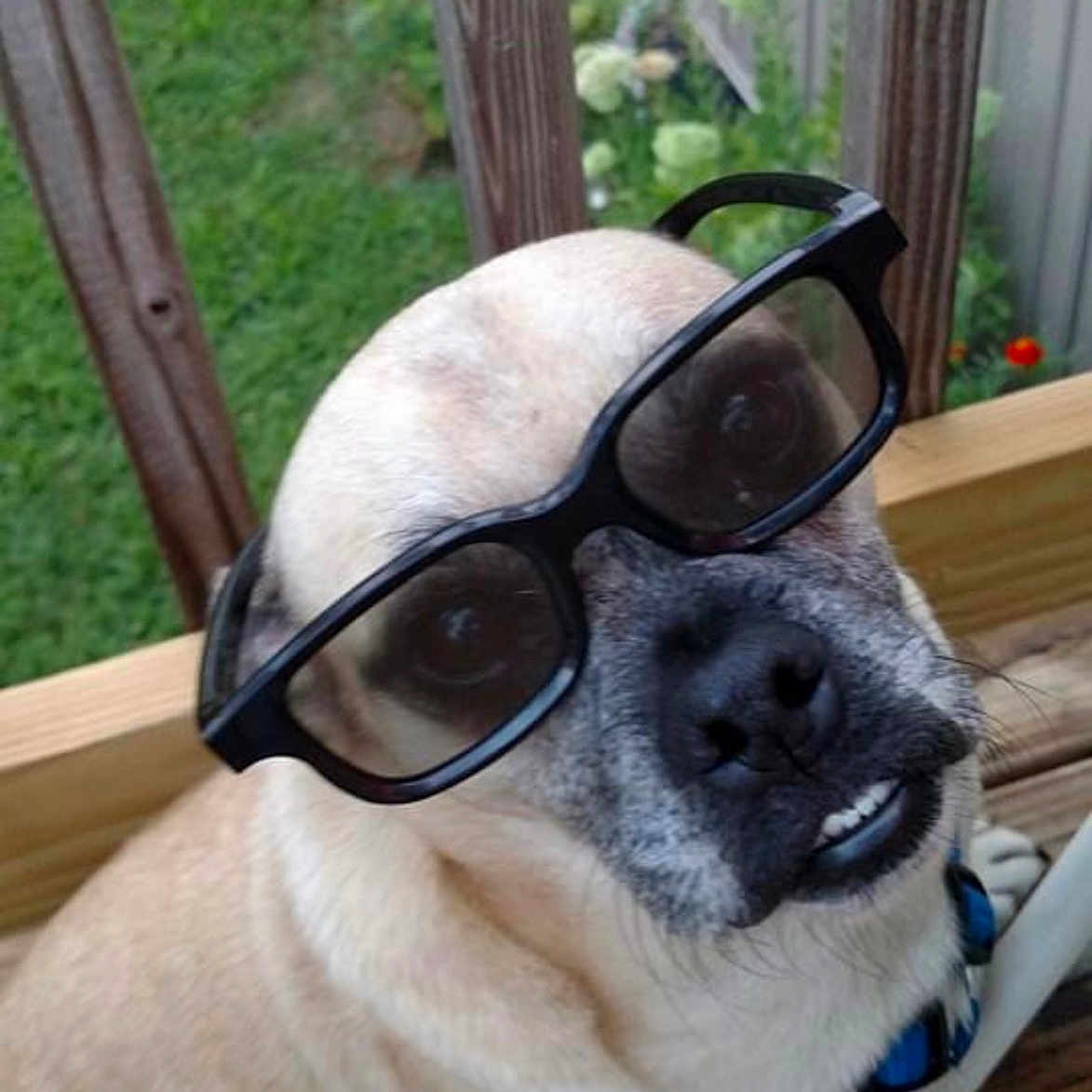 Zippy joined the competition — help win amazing prizes! accessories, animal, backyard, bulldog, canine, dog, face, glasses, head, hound, nature, person, pet, photography, plant, portrait, pottedplant, pug, puppy, sunglasses