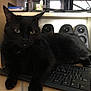 Max a rejoint le concours — aidez-le/la à gagner de superbes lots ! black_cat, cat, keyboard, computer, monitor, speakers, indoor, pet, feline, technology, electronics, desk, resting, animal, closeup, fur, whiskers, ears, paw, home