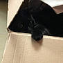 cat, black_cat, cardboard_box, pet, animal, indoor, cozy, hidden, dim_light, feline, curious, paw, home, cute, mystery, shadow, relaxing, resting, box, domestic_animal