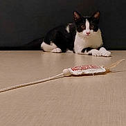 Babouche a rejoint le concours — aidez-le/la à gagner de superbes lots ! alert, animal, background, black_and_white, cat, closeup, curious, cute, domestic, feather, feline, floor, indoor, pet, playful, resting, string, toy, watching, young