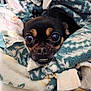 Piper joined the competition — help win amazing prizes! bedding, big_eyes, blanket, chihuahua, close_up, cozy, cuddle, dog, fabric, fur, indoor, muzzle, nose, pet, portrait, puppy, sleepy, stare, teeth, whiskers