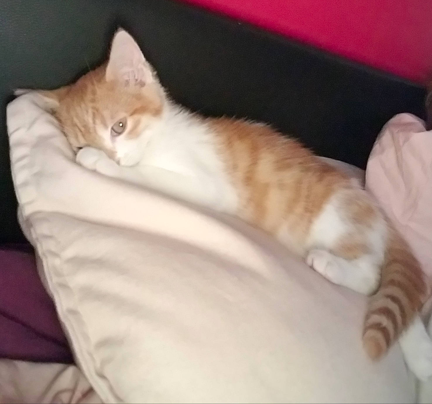 Romy participe au concours pour gagner de l'argent avec cette photo : asian, carnivore, cat, comfort, domestic_short_haired_cat, ear, european_shorthair, felidae, fur, kitten, leg, munchkin, nap, paw, polydactyl_cat, skin, small_to_medium_sized_cats, tabby_cat, tail, whiskers