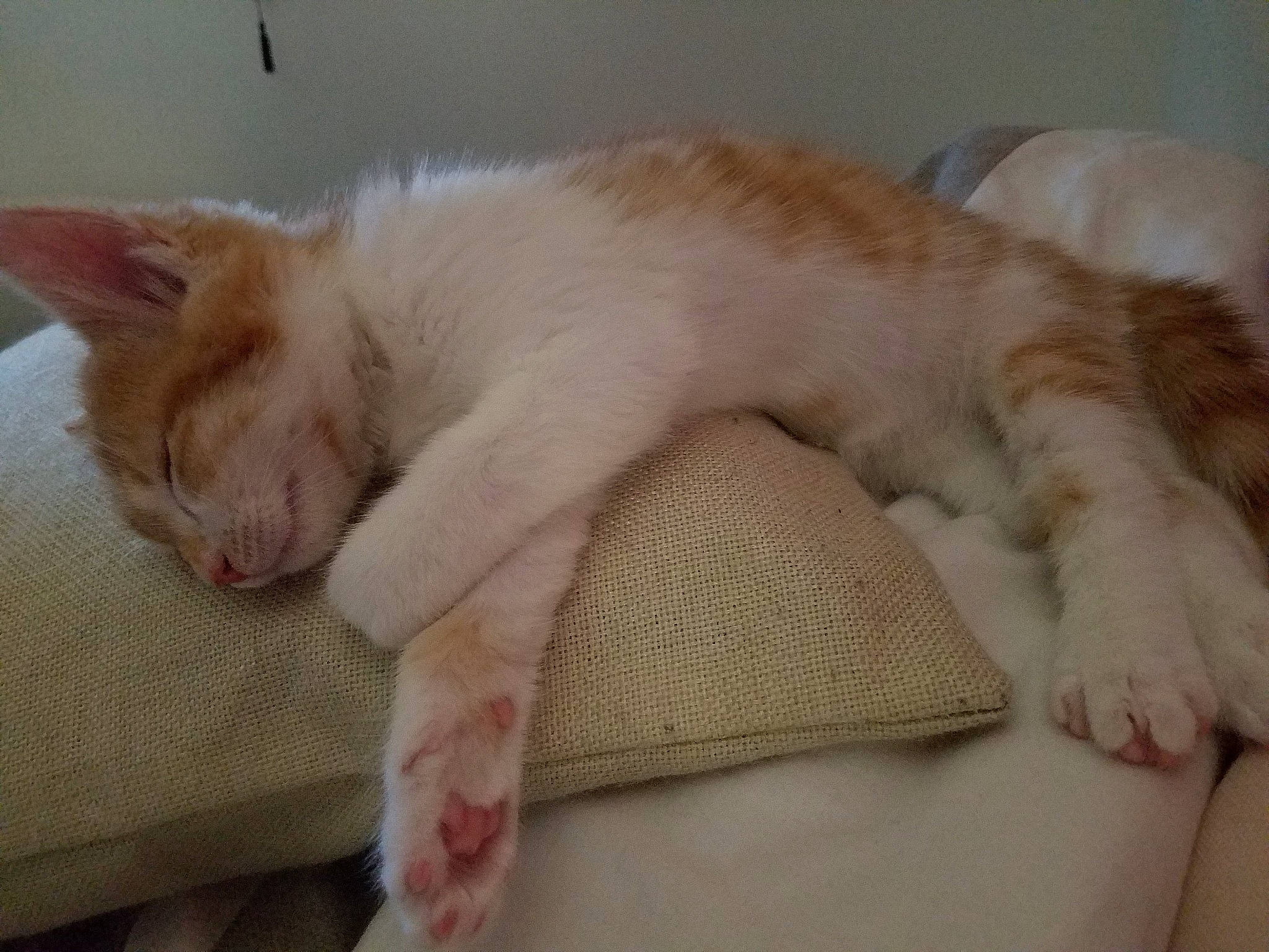 Romy participe au concours pour gagner de l'argent avec cette photo : aegean_cat, carnivore, cat, ear, european_shorthair, fawn, felidae, fur, kitten, nap, paw, polydactyl_cat, singapura, skin, sleep, small_to_medium_sized_cats, snout, tail, turkish_van, whiskers