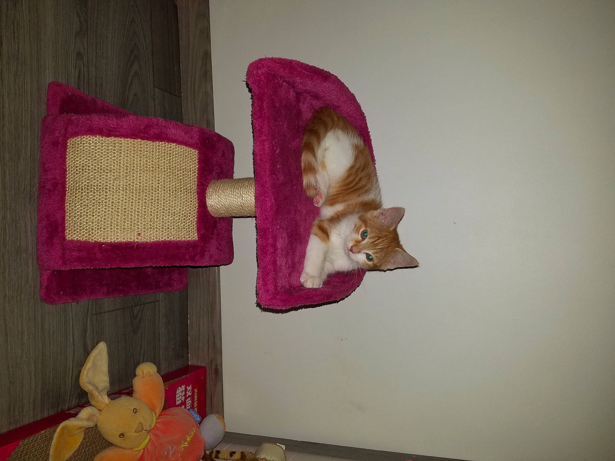 Romy a rejoint le concours — aidez-le/la à gagner de superbes lots ! art, cat, felidae, magenta, pink, small_to_medium_sized_cats, textile