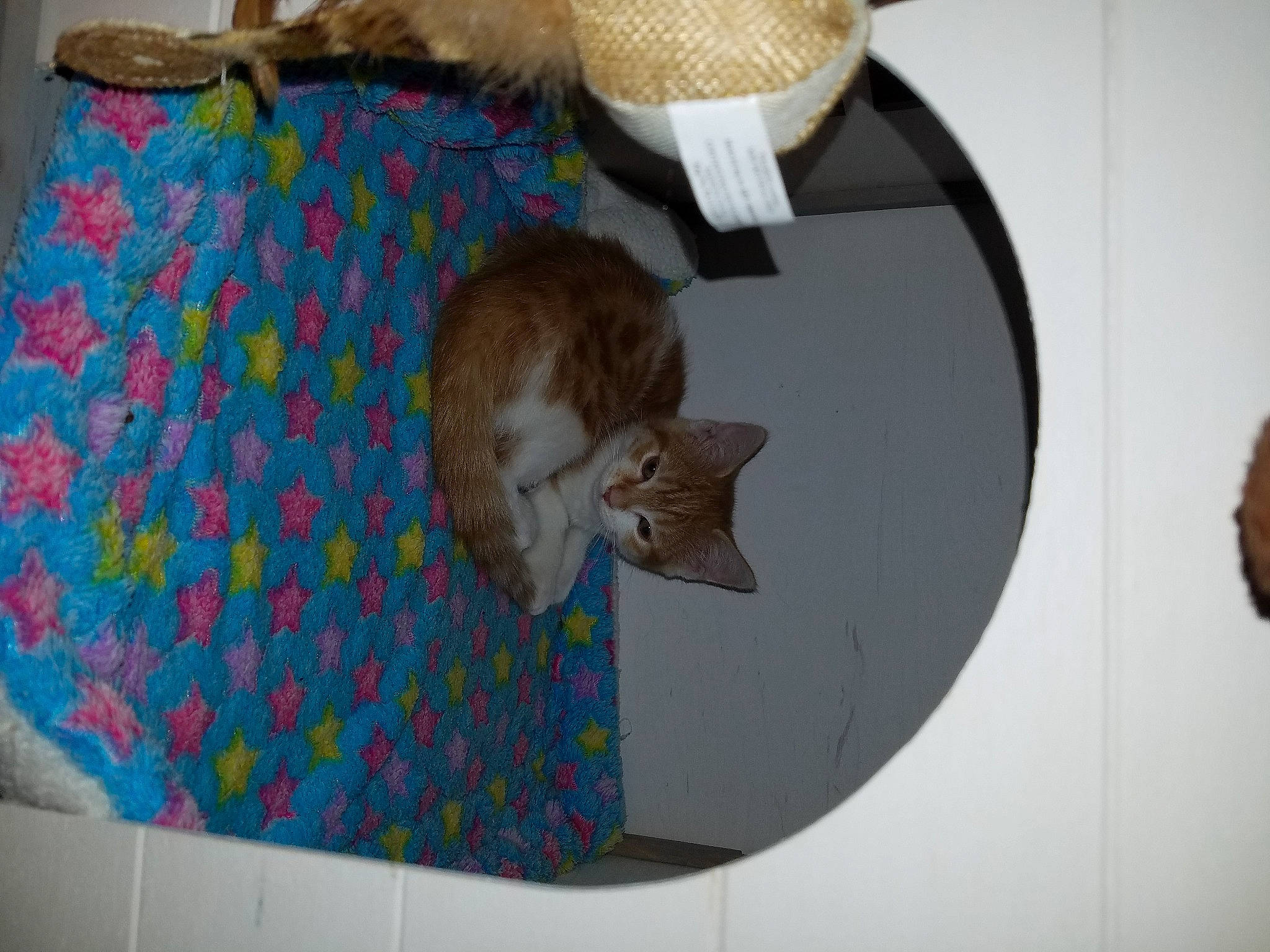 Romy participe au concours pour gagner de l'argent avec cette photo : cardboard, carnivore, cat, domestic_short_haired_cat, european_shorthair, fawn, felidae, fur, kitten, paper, paper_product, small_to_medium_sized_cats, tail, whiskers