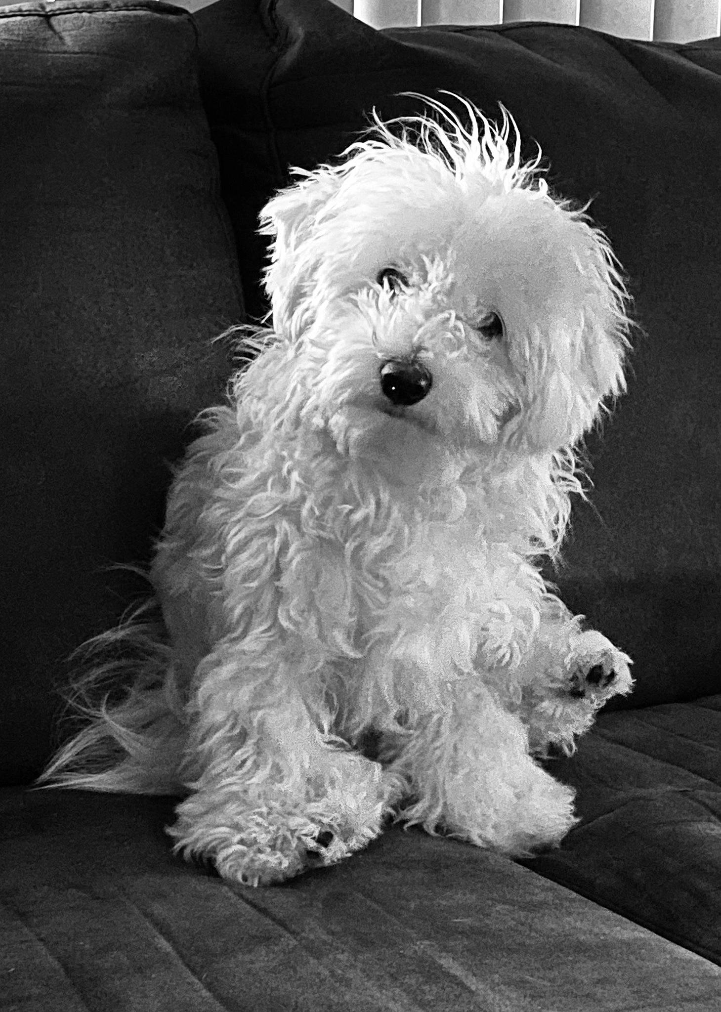 Oliver is registered to the contest to win money with this photo: black, canidae, carnivore, companion_dog, dog, dog_breed, fur, monochrome, monochrome_photography, plant, poodle, small_terrier, snout, sporting_group, style, sunglasses, terrier, toy_dog, water_dog, white