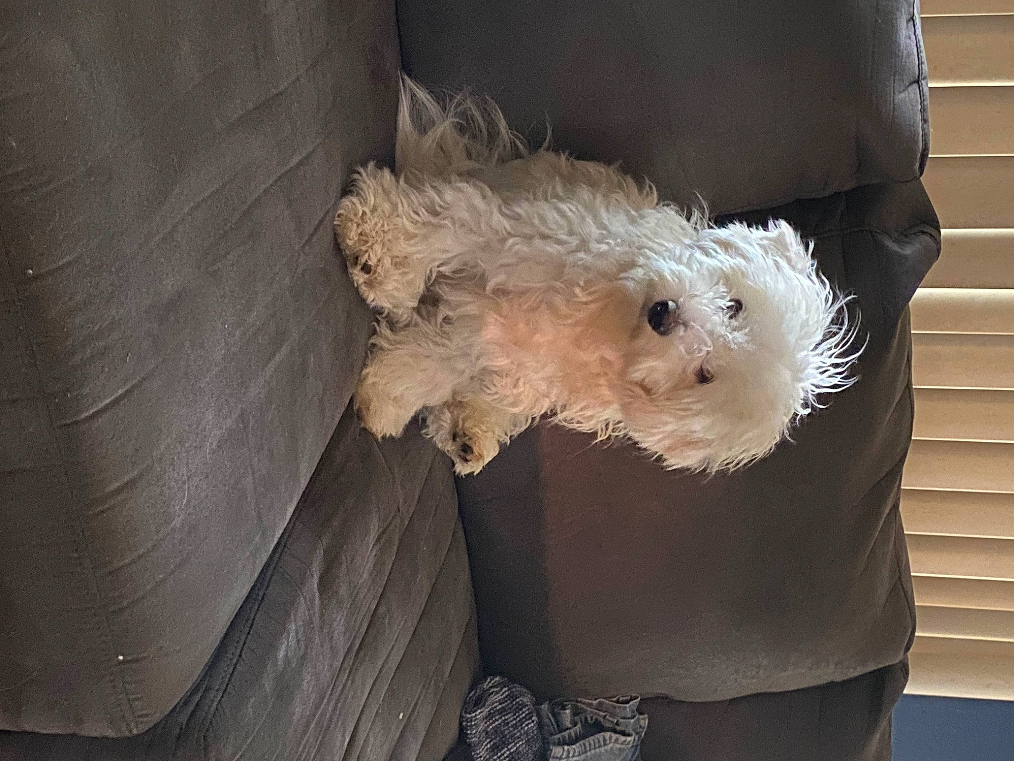 Oliver is registered to the contest to win money with this photo: canidae, carnivore, companion_dog, dog, dog_breed, fur, labradoodle, non_sporting_group, small_terrier, snout, sporting_group, terrestrial_animal, terrier, toy_dog, wood, working_animal