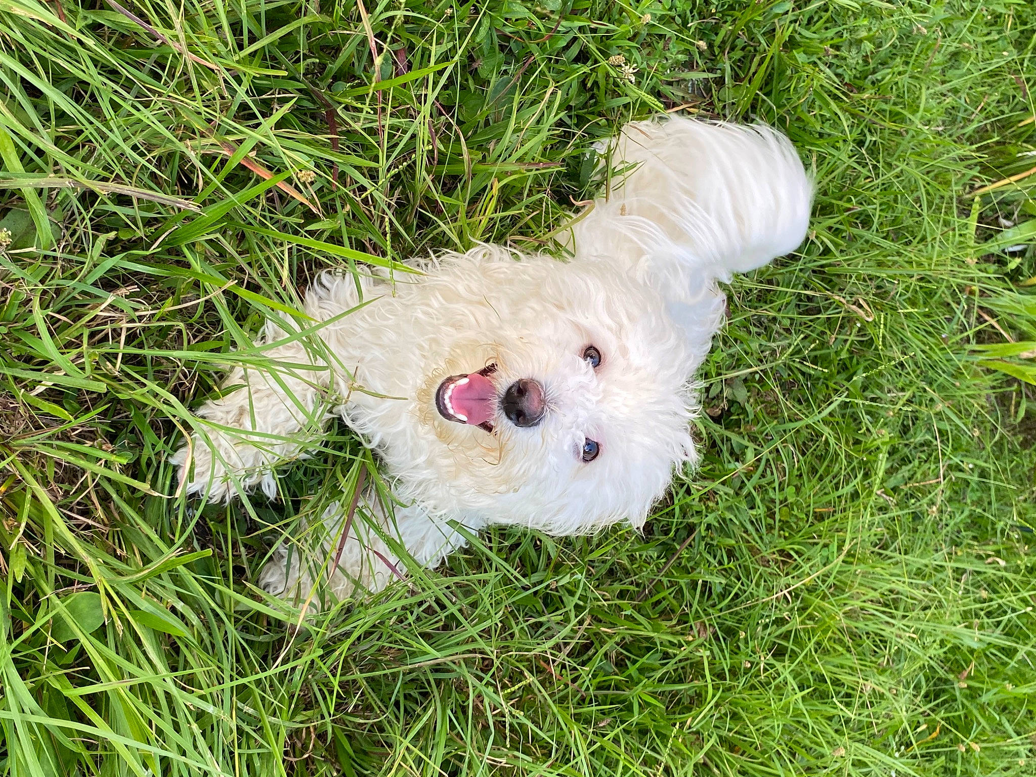 Oliver is registered to the contest to win money with this photo: ball, canidae, companion_dog, dog_breed, fawn, fur, grass, grassland, groundcover, natural_material, pasture, pattern, people_in_nature, plant, sporting_group, tree