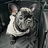 dog, french_bulldog, puppy, pet, animal, portrait, close_up, stroller, sweater, clothing, black_and_white, ears, wrinkles, snout, eyes, sitting, indoor, canine, cute, photography