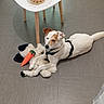 animal, brown_patch, canine, carrot, decor, dog, domestic, floor, gray_floor, indoor, lantern, leisure, pet, playful, relaxed, stuffed_toy, table, toy, white_dog, wooden_legs