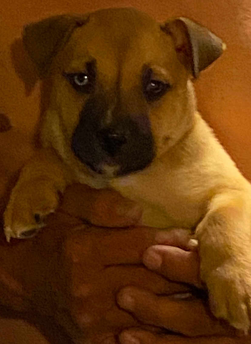 Kilo joined the competition — help win amazing prizes! puppy, dog, close_up, pet, animal, brown, ears, face, paw, hand, holding, cute, young, fur, domestic_animal, indoor, portrait, looking, expression, warm_lighting