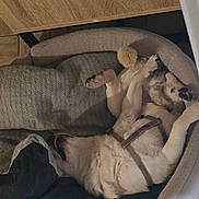 Omer participe au concours pour gagner de l'argent avec cette photo : animal, canine, comfort, cozy, dog, floor, fur, harness, home, indoor, lying_down, paw, pet_bed, relaxed, resting, sleeping, tile, tongue, white_dog, wooden_table