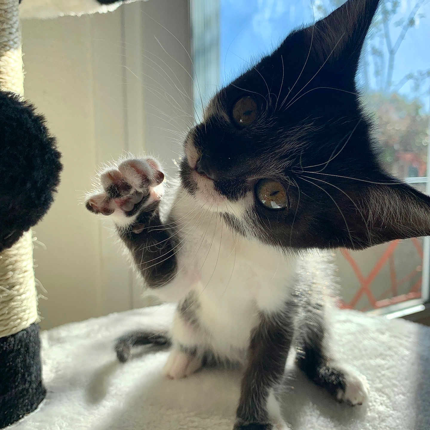 Rio a rejoint le concours — aidez-le/la à gagner de superbes lots ! animal, black_and_white, cat, closeup, curious, cute, feline, fur, indoor, kitten, paw, pet, playful, raised_paw, shadow, soft, sunlight, whiskers, window, young