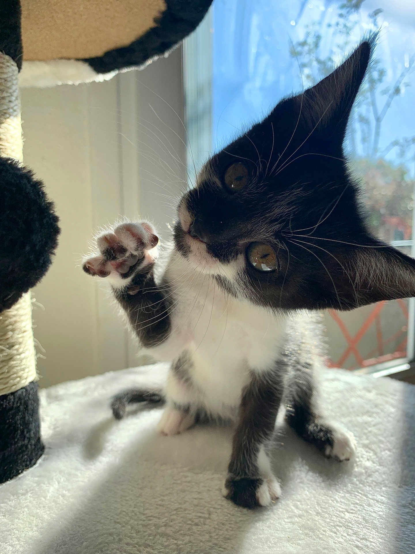 Rio a rejoint le concours — aidez-le/la à gagner de superbes lots ! kitten, black_and_white, cat, paw, whiskers, window, sunlight, indoor, playful, feline, curious, soft, pet, cute, animal, raised_paw, fur, shadow, closeup, young