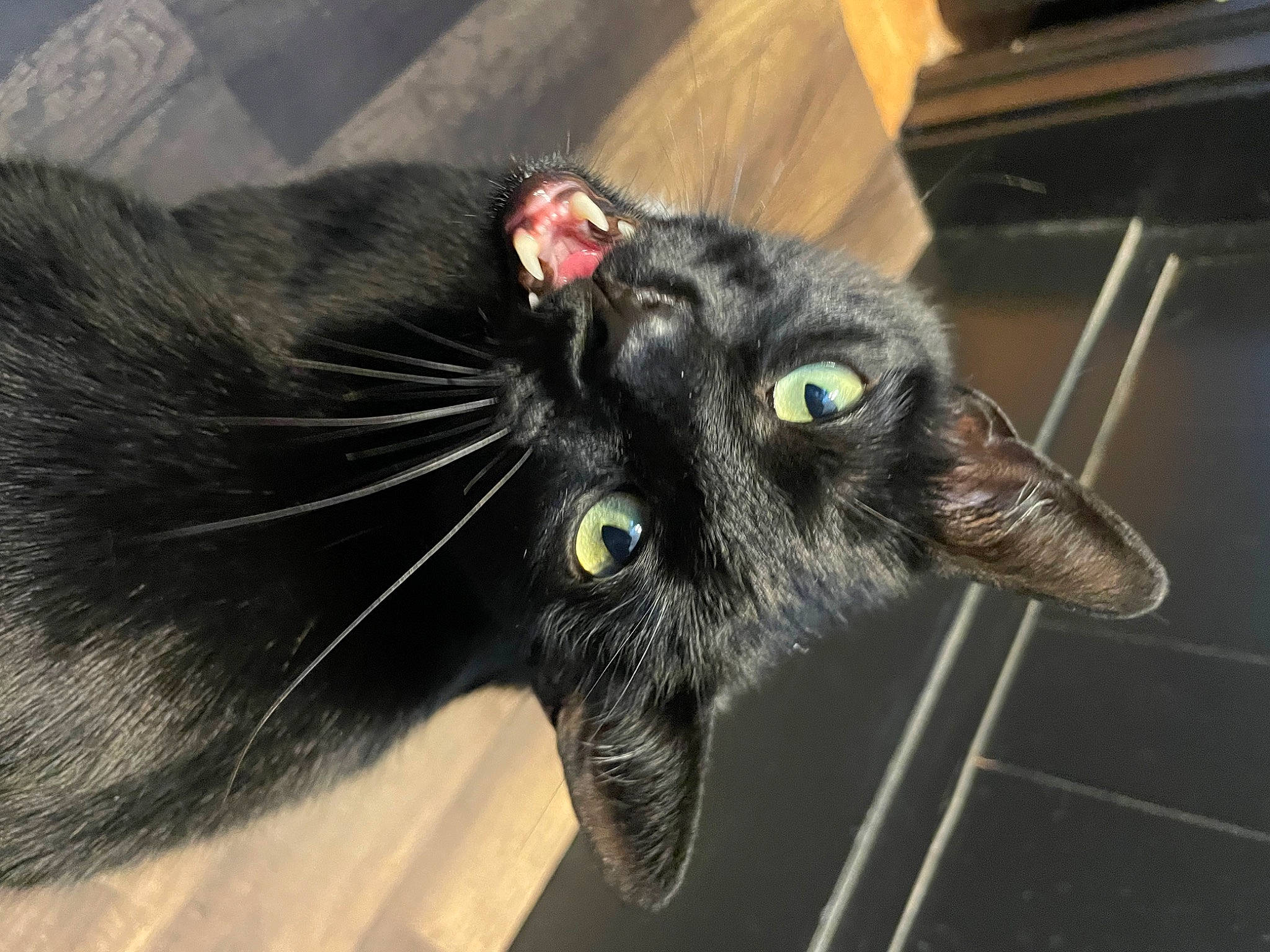 Fang joined the competition — help win amazing prizes! black_cat, bombay, carnivore, cat, claw, domestic_short_haired_cat, ear, felidae, fur, paw, plant, small_to_medium_sized_cats, snout, tail, whiskers
