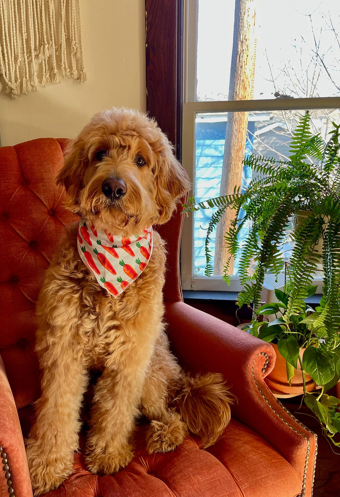 Ozzy is registered to the contest to win money with this photo: carnivore, companion_dog, dog, dog_breed, dog_collar, dog_supply, fawn, flowerpot, fur, houseplant, liver, plant, poodle, snout, sporting_group, terrier, toy_dog, water_dog, window, working_animal