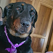 Sybelle a rejoint le concours — aidez-le/la à gagner de superbes lots ! dog, black_dog, brown_dog, scarf, purple_scarf, pet, indoor, blanket, bedroom, furniture, wardrobe, close_up, resting, canine, animal, cute, fur, portrait, calm, cozy